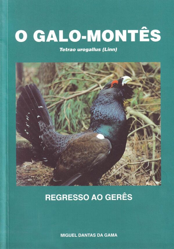 O galo-montês Tetrao urogallus (Linn) - regresso ao Gerês