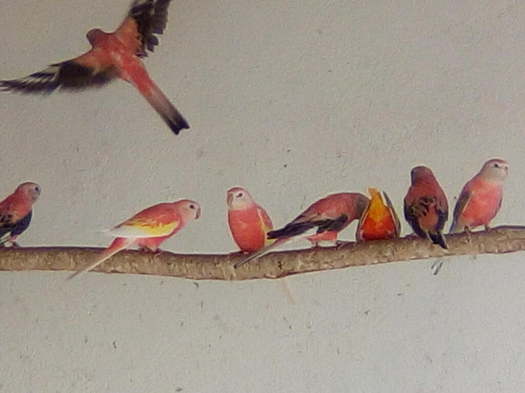 neofhemas bourkes