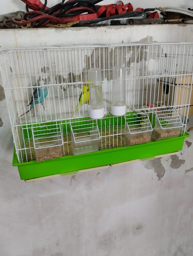 Gallery image